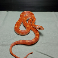 Serpente del Grano(Pantherophis guttatus) Bloodred