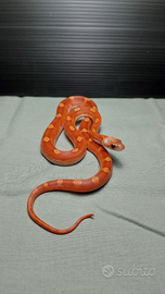 Serpente del Grano(Pantherophis guttatus) Bloodred