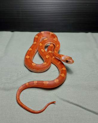 Serpente del Grano(Pantherophis guttatus) Bloodred