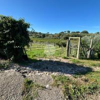 TER. AGRICOLO A MONTE PORZIO CATONE