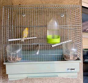 Canarino e gabbia