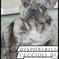 Bulldog francese Esotici