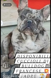 Bulldog francese Esotici