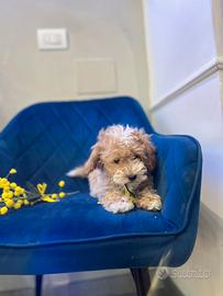 Cucciolo maltipoo particolor mini