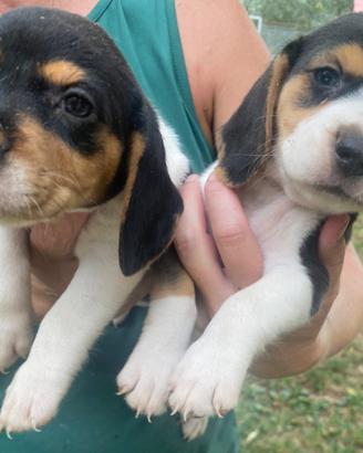 Beagle cuccioli