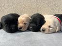 cuccioli-di-labrador-retriever