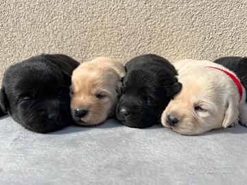 Cuccioli di Labrador Retriever