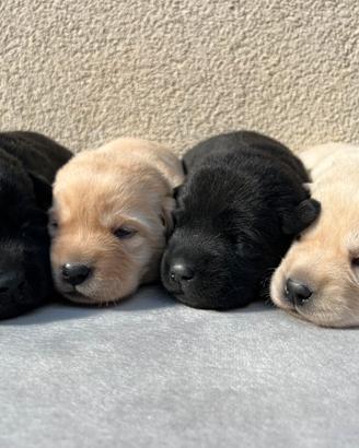 Cuccioli di Labrador Retriever