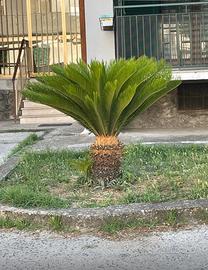 Pianta cycas