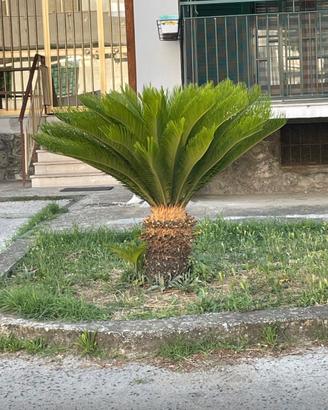 Pianta cycas
