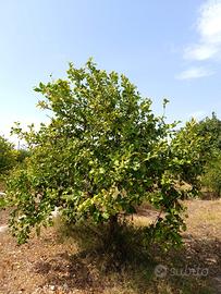 Campagna di contrada Caggi, limitrofa a Palma