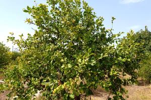 Campagna di contrada Caggi, limitrofa a Palma
