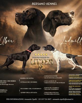 Cuccioli di pointer