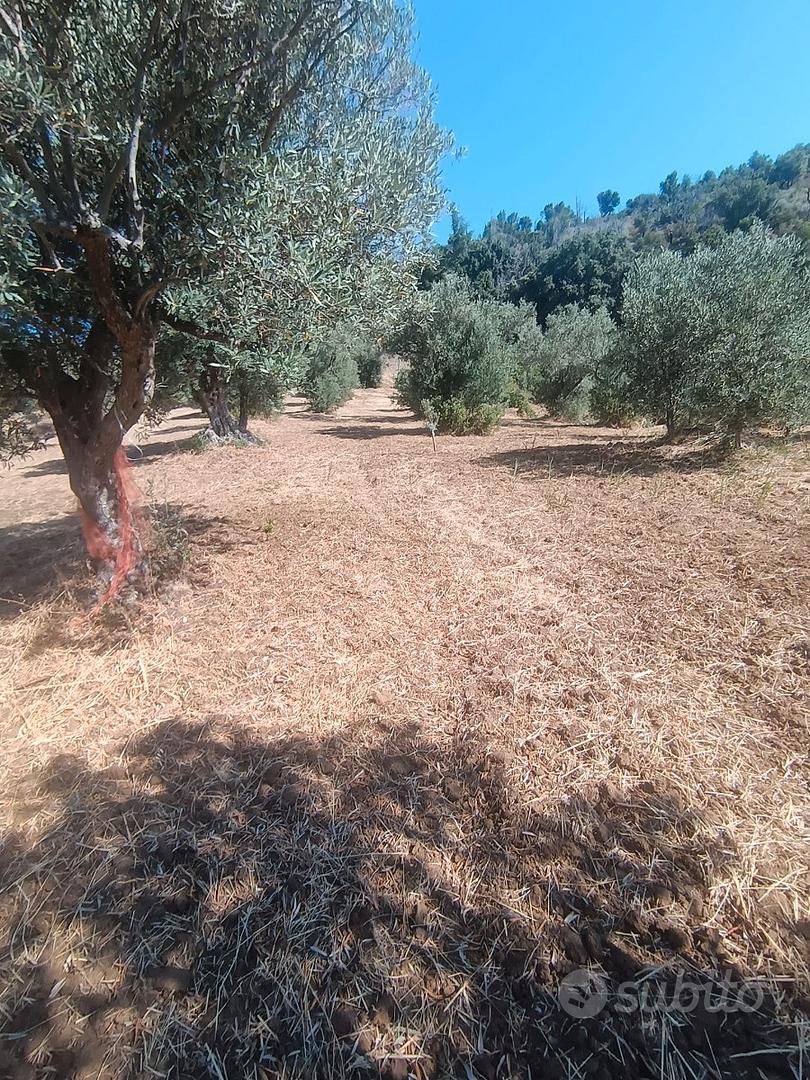 SIANO Contrada S. Domenica - Terreno agricolo - Vista 3