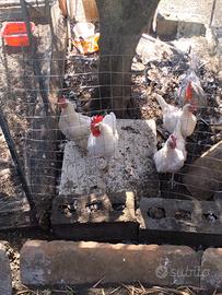 Galline