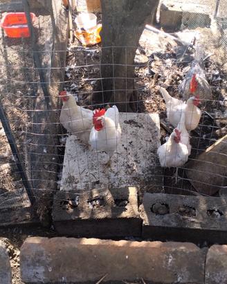 Galline