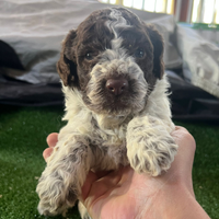Cuccioli di lagotto romagnolo con pedigree roi