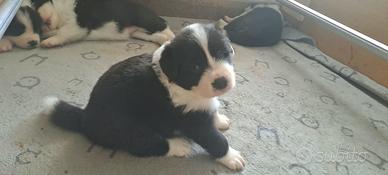 BORDER COLLIE