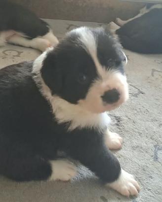 BORDER COLLIE