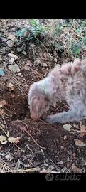 cane da tartufo