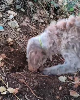 cane da tartufo