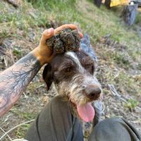 Addestramento cani da tartufi