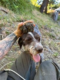 Addestramento cani da tartufi