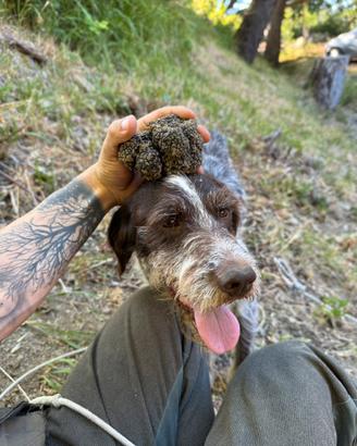 Addestramento cani da tartufi