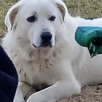 Cuccioli Maremmano Abbruzzese