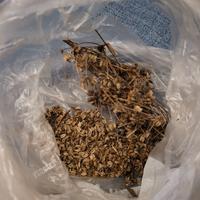 Semi di finocchietto selvatico