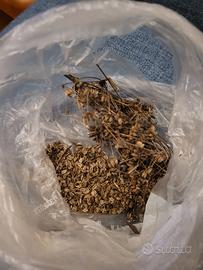 Semi di finocchietto selvatico