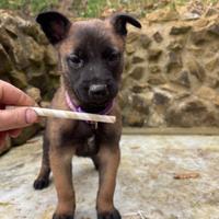 Cuccioli di pastore belga Malinois femmina