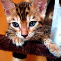 Cuccioli bengala
