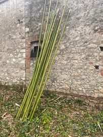 Canne bambù