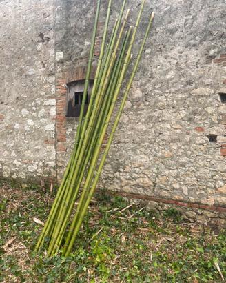 Canne bambù
