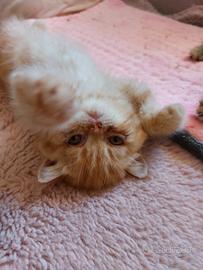 Gattino Persiano Esotico