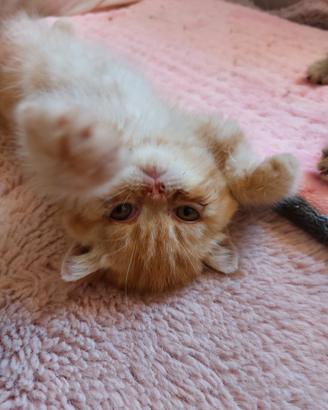 Gattino Persiano Esotico