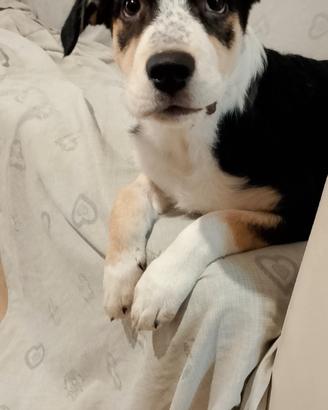 Cucciolo dolcissimo