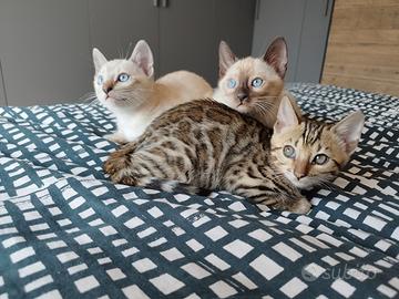 Bengala gattini