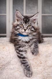 Cuccioli maine coon con pedigree