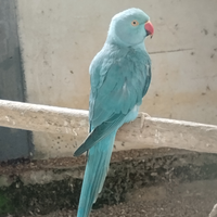 Parrocchetto dal collare