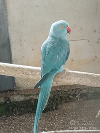 Parrocchetto dal collare