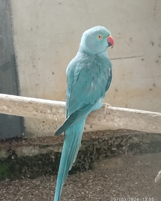 Parrocchetto dal collare