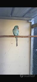 Parrochetto dal collare