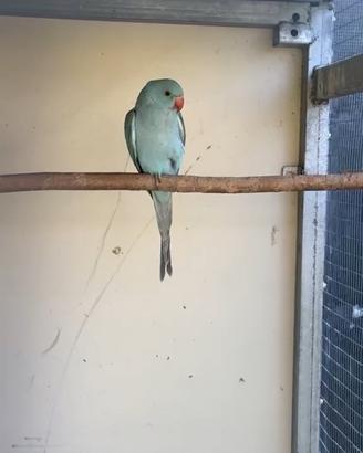 Parrochetto dal collare