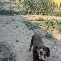 Vendita con trattativa privata di n 2 bracche