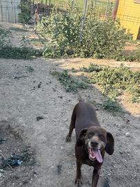 Vendita con trattativa privata di n 2 bracche