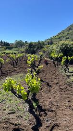 Terreno agricolo a viagrande