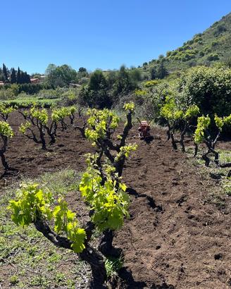 Terreno agricolo a viagrande