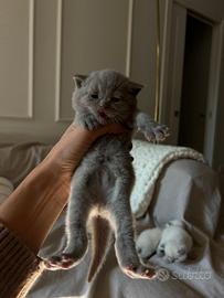 Cuccioli Scottish Fold e Straight